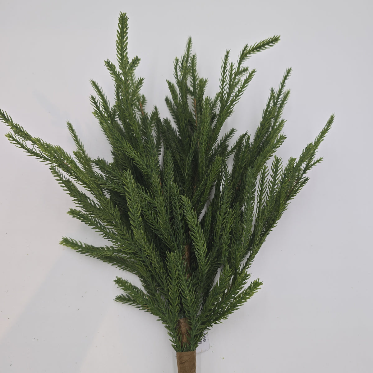 20&quot; Cypress Spry--#ysc110