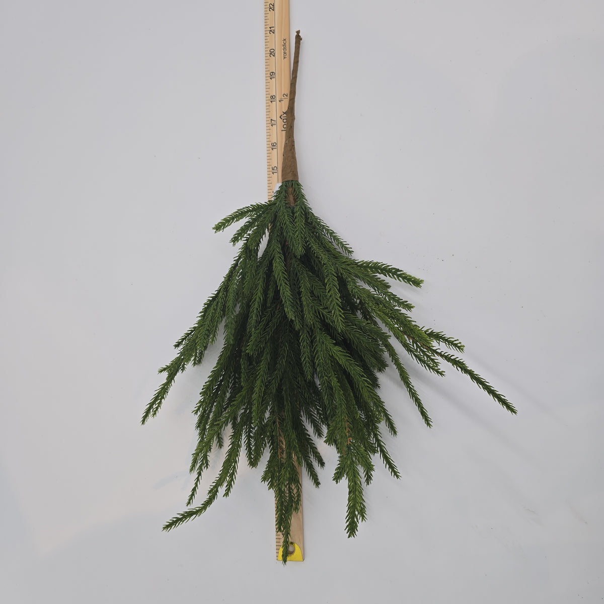 20&quot; Cypress Spry--#ysc110