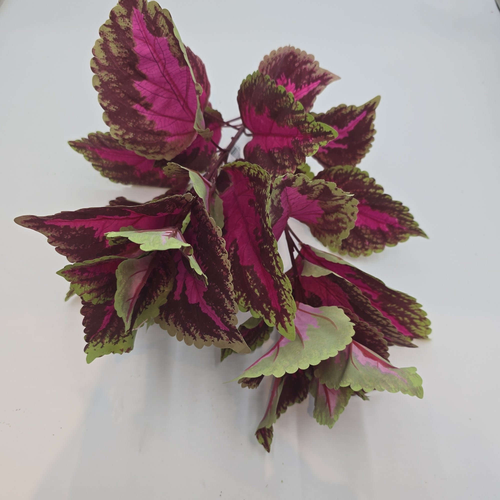 19"LG LEAF COLEUS--pbc199-fu/gr