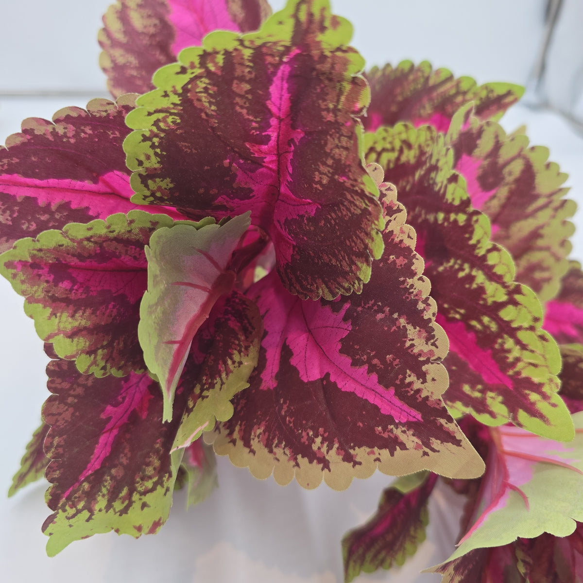 19&quot;LG LEAF COLEUS--pbc199-fu/gr