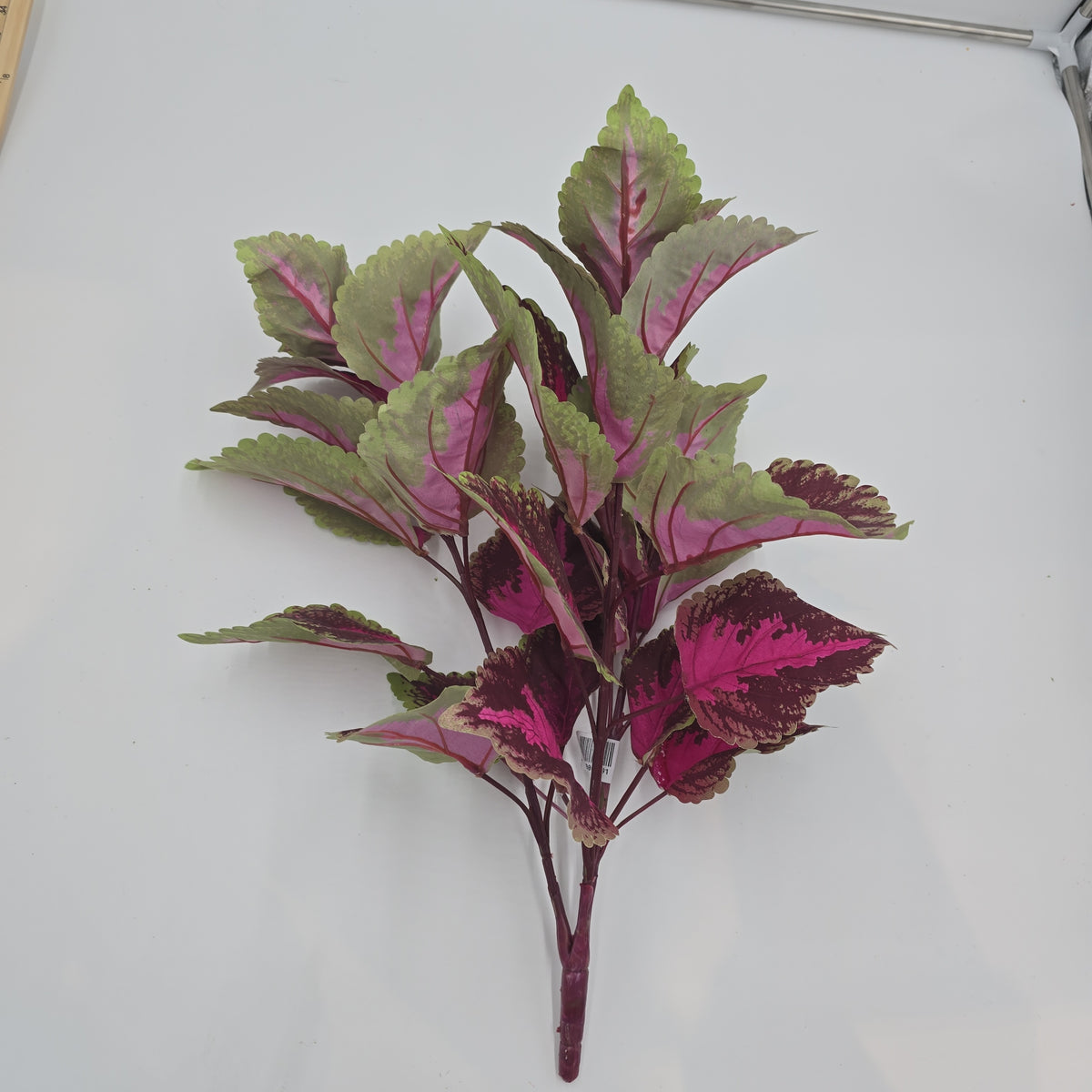 19&quot;LG LEAF COLEUS--pbc199-fu/gr