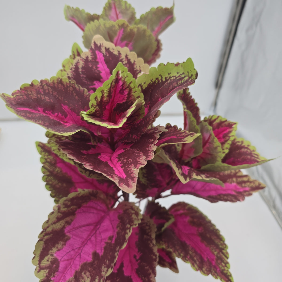 19&quot;LG LEAF COLEUS--pbc199-fu/gr