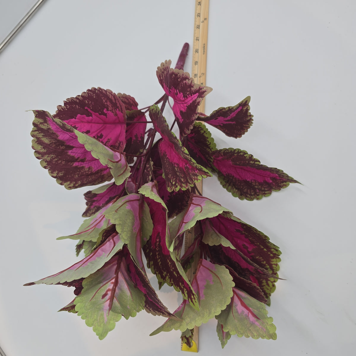 19&quot;LG LEAF COLEUS--pbc199-fu/gr