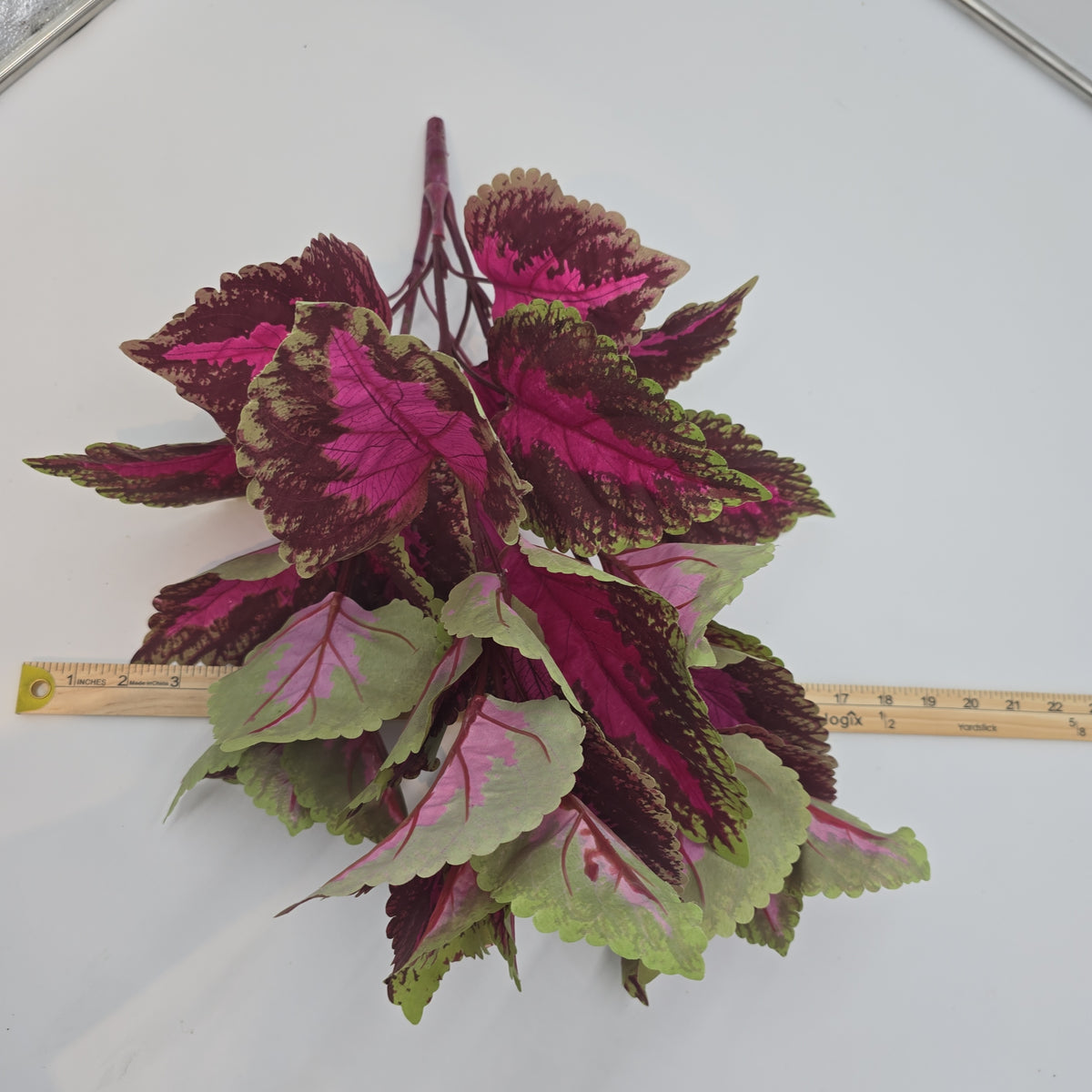 19&quot;LG LEAF COLEUS--pbc199-fu/gr