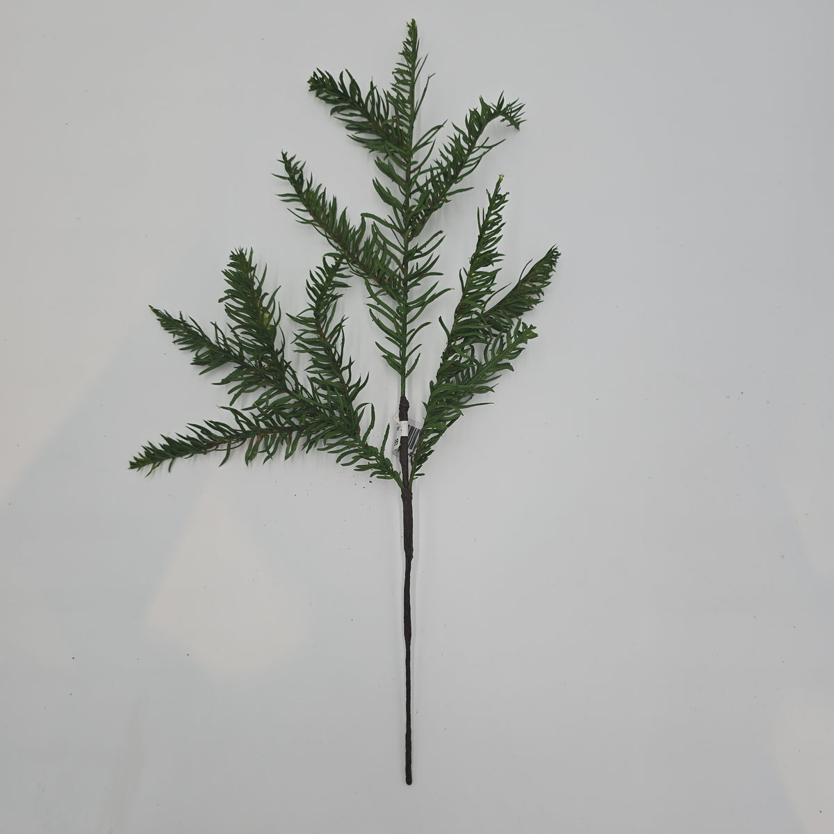 19&quot; Noble Spry-#ysp042