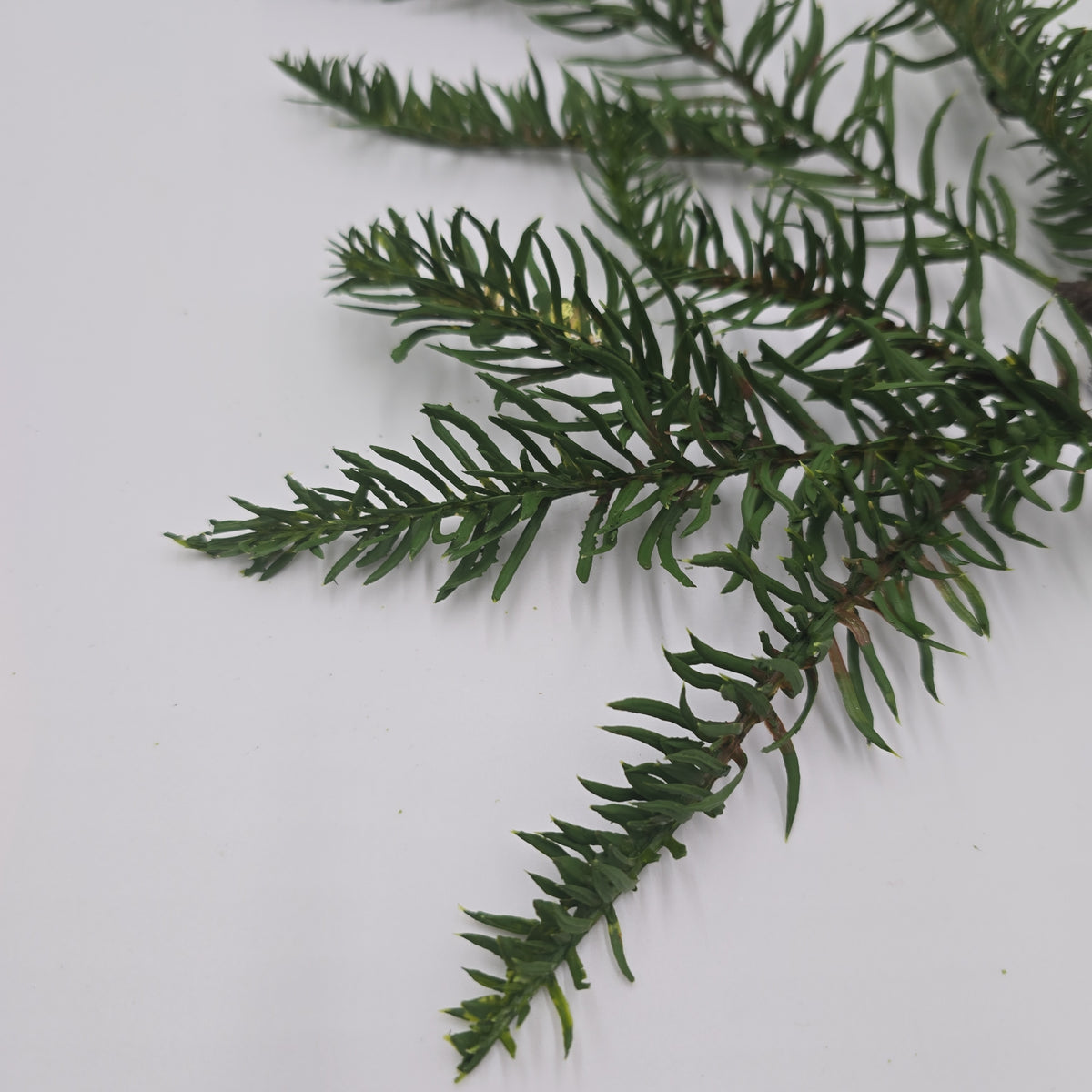 19&quot; Noble Spry-#ysp042