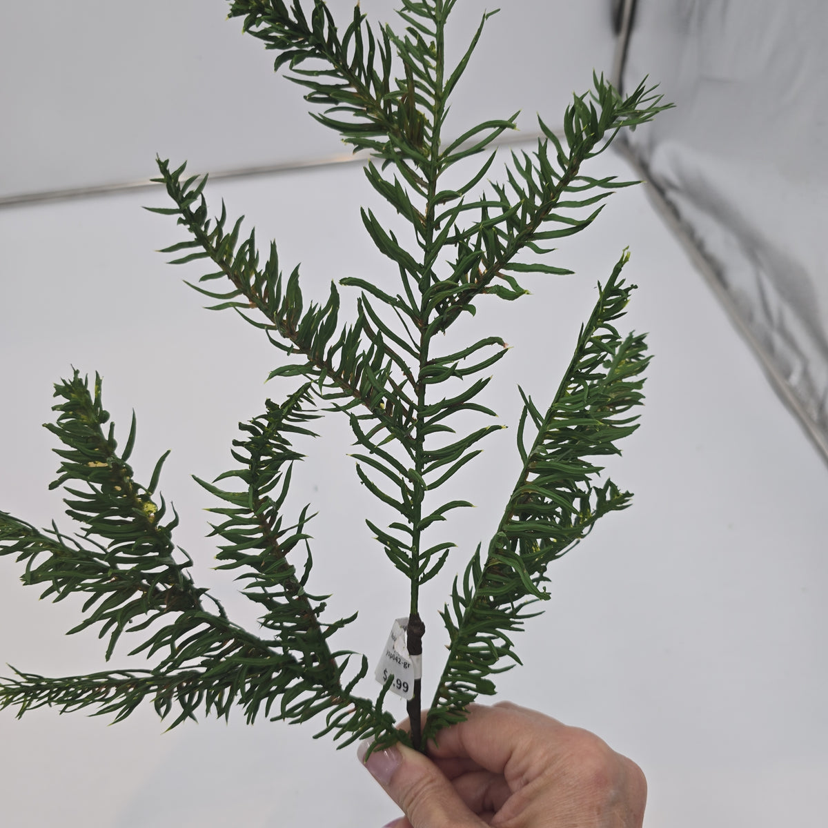 19&quot; Noble Spry-#ysp042