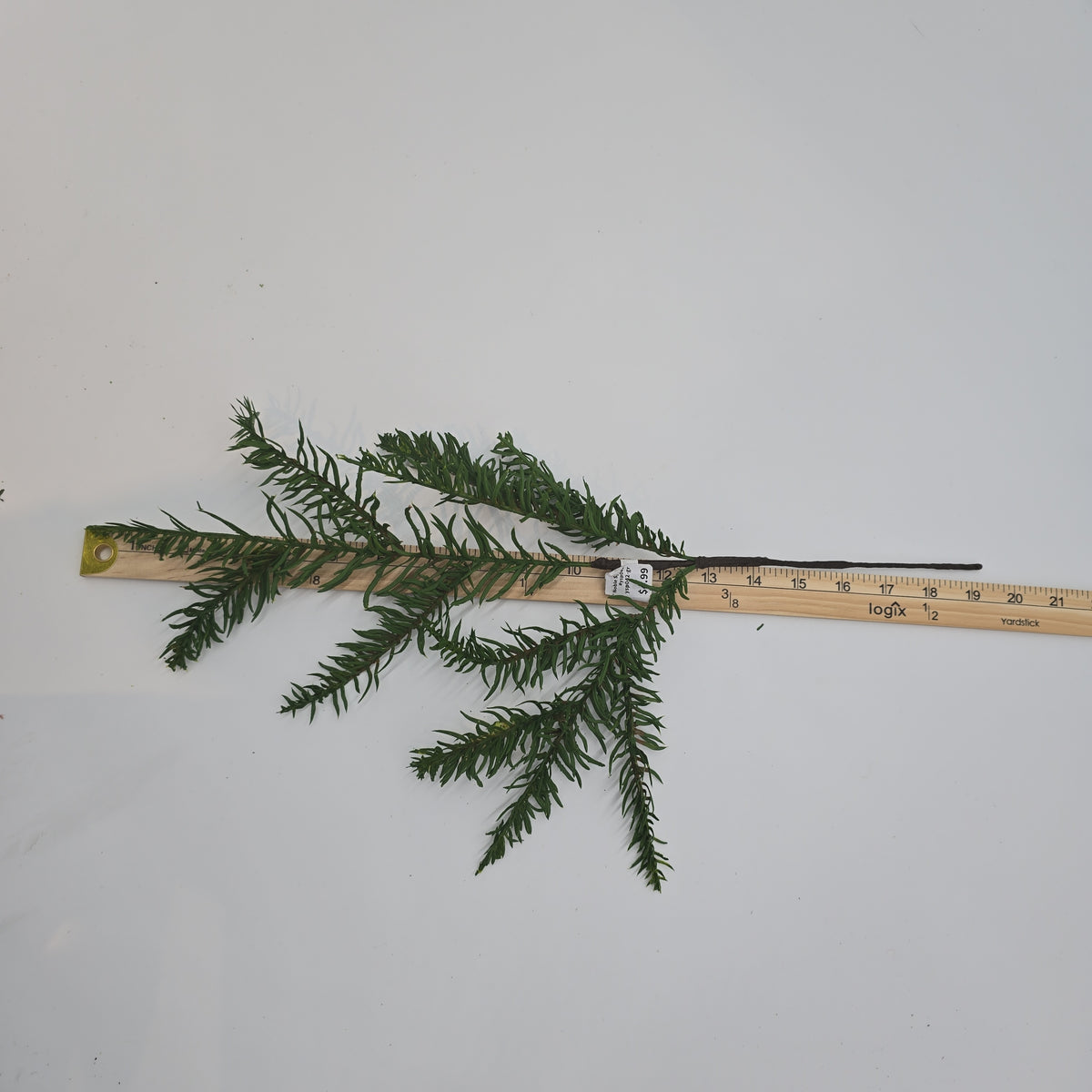 19&quot; Noble Spry-#ysp042