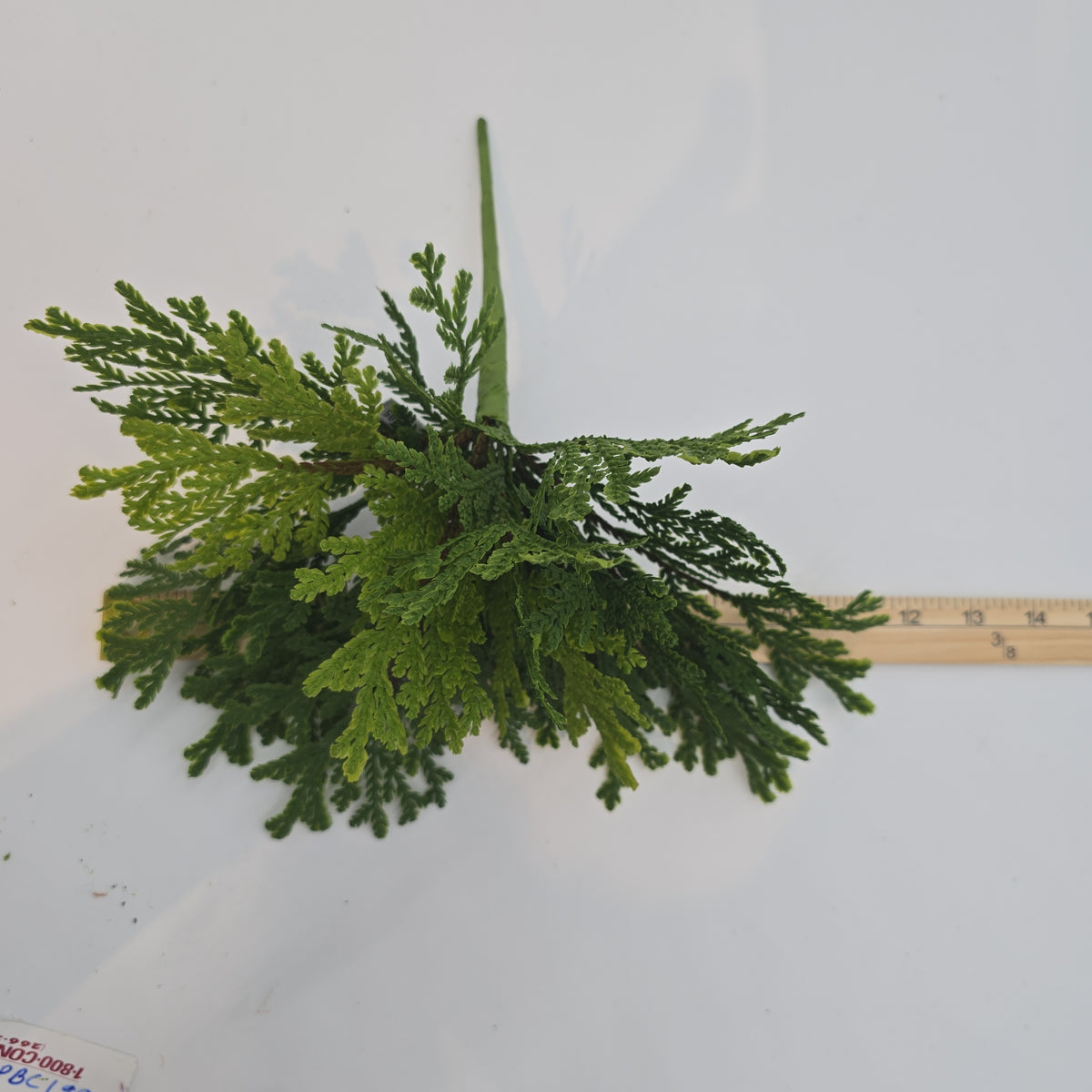 12&quot; Cedar Bush--#yzc712