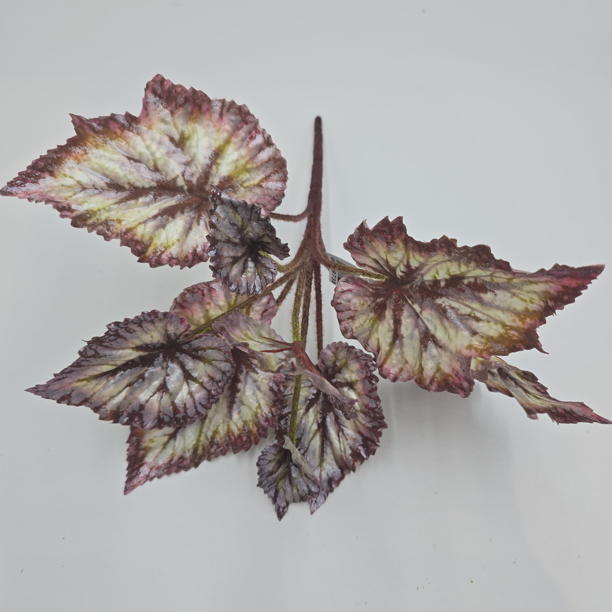 Begonia LF--#pbb817-bu/gr