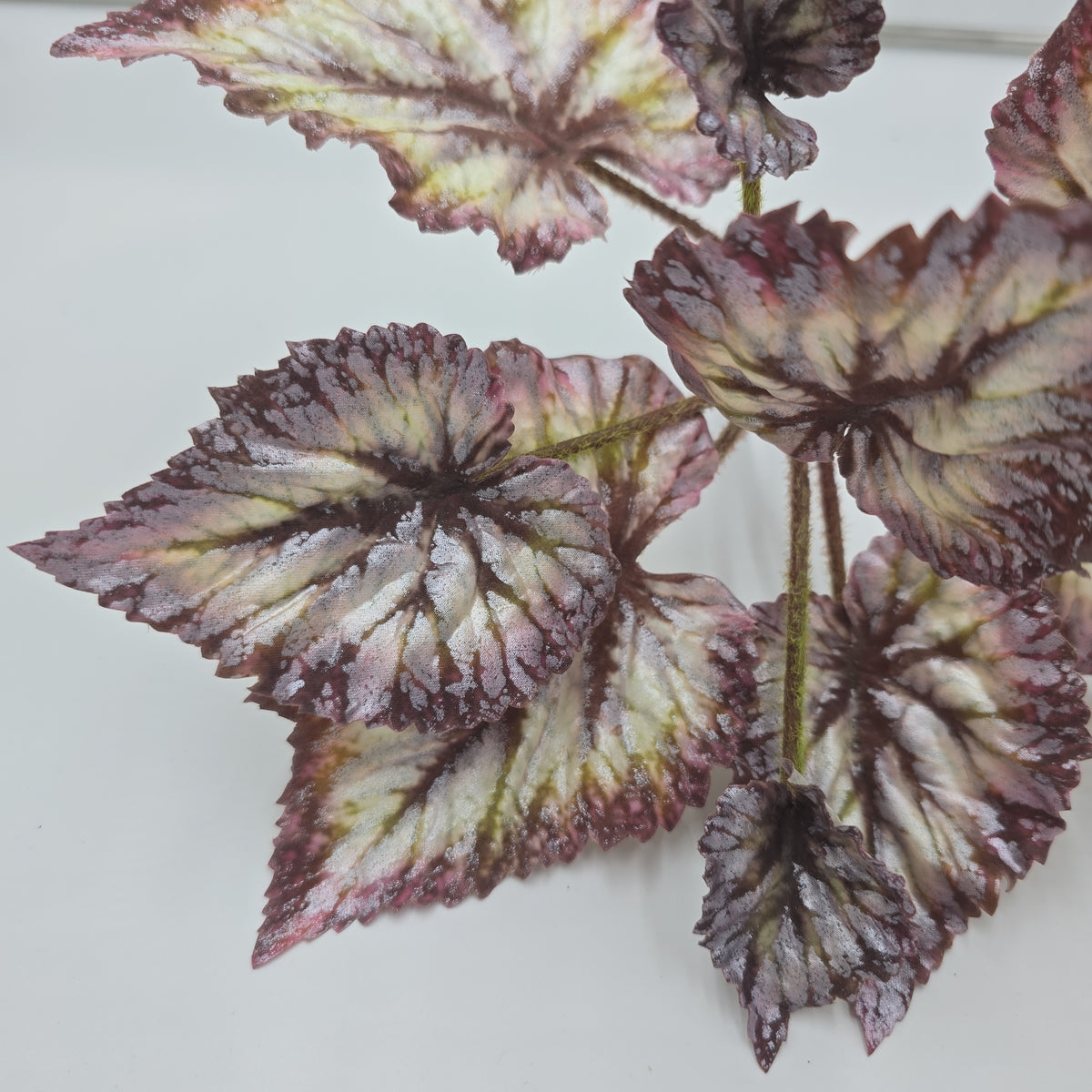 Begonia LF--#pbb817-bu/gr