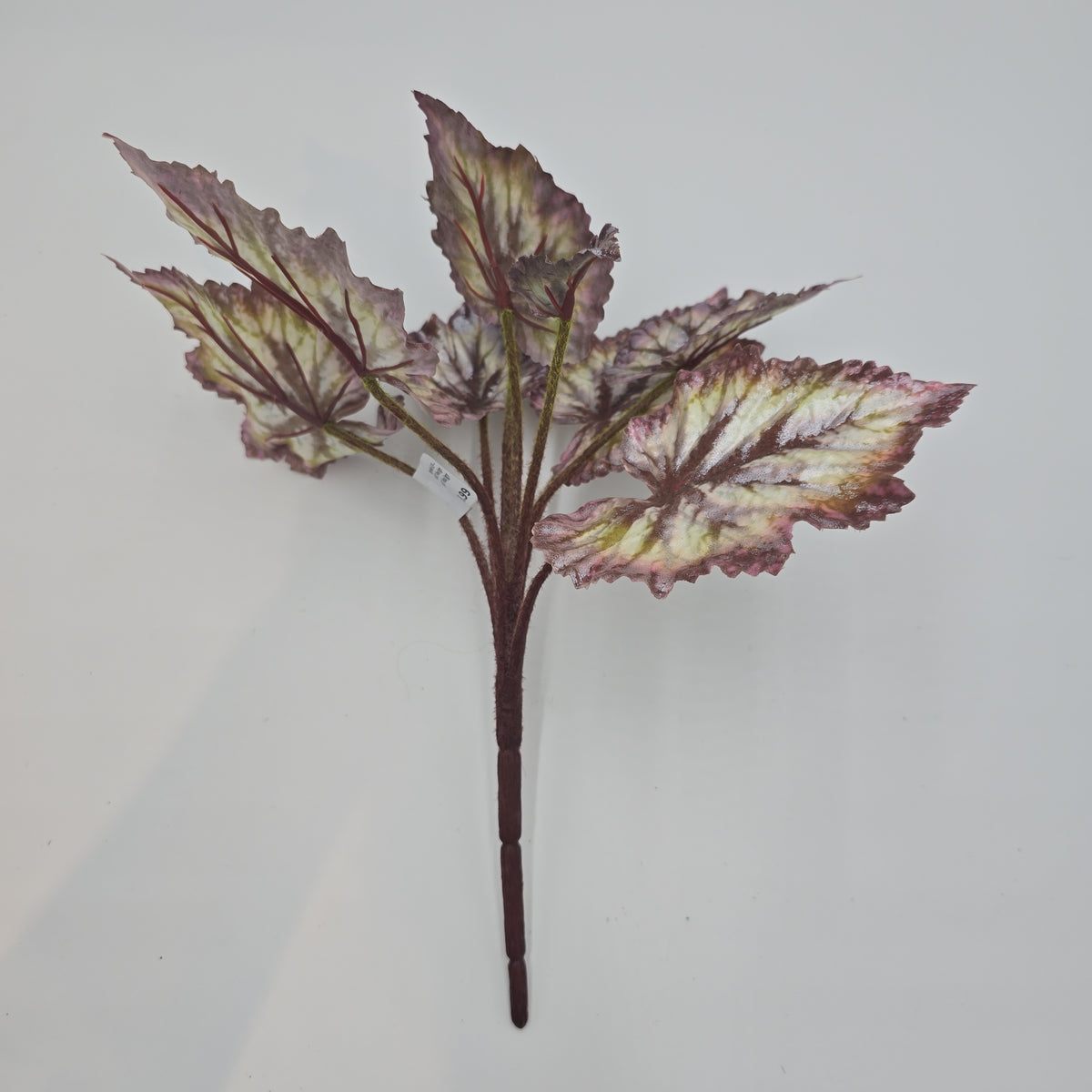 Begonia LF--#pbb817-bu/gr