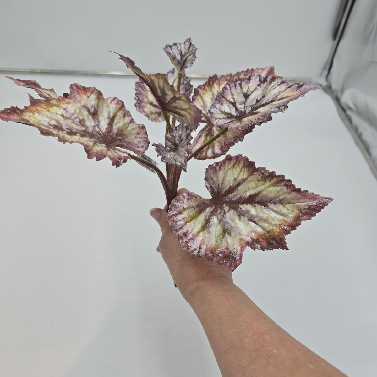 Begonia LF--#pbb817-bu/gr