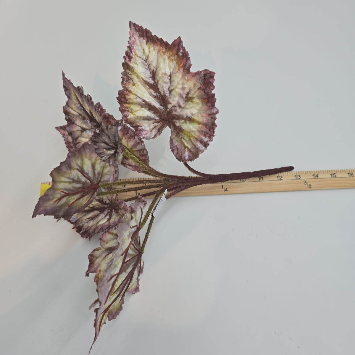 Begonia LF--#pbb817-bu/gr