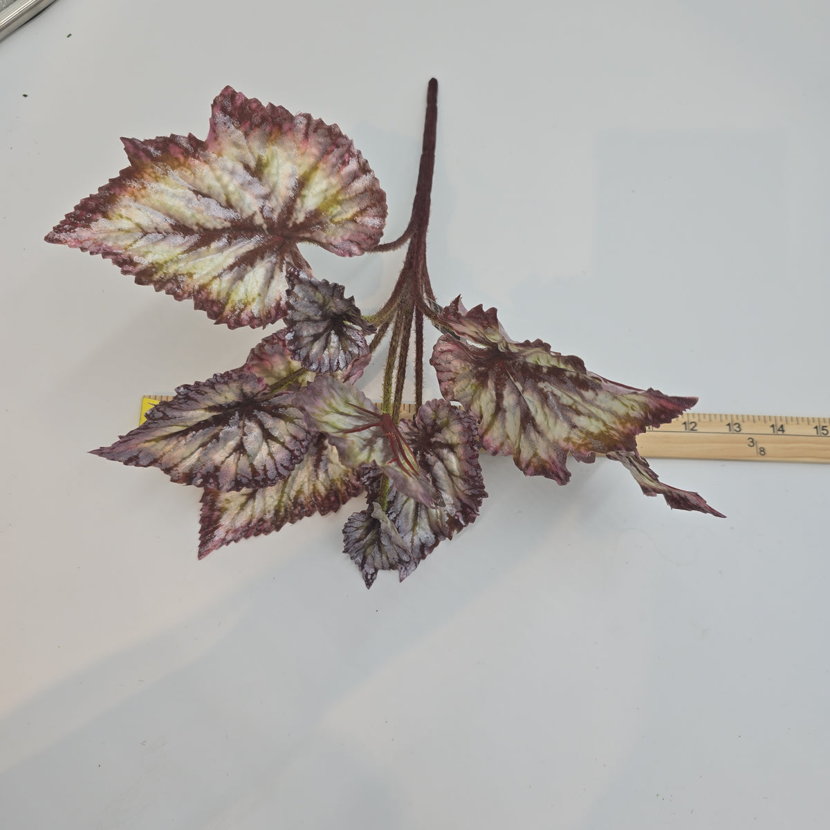 Begonia LF--#pbb817-bu/gr