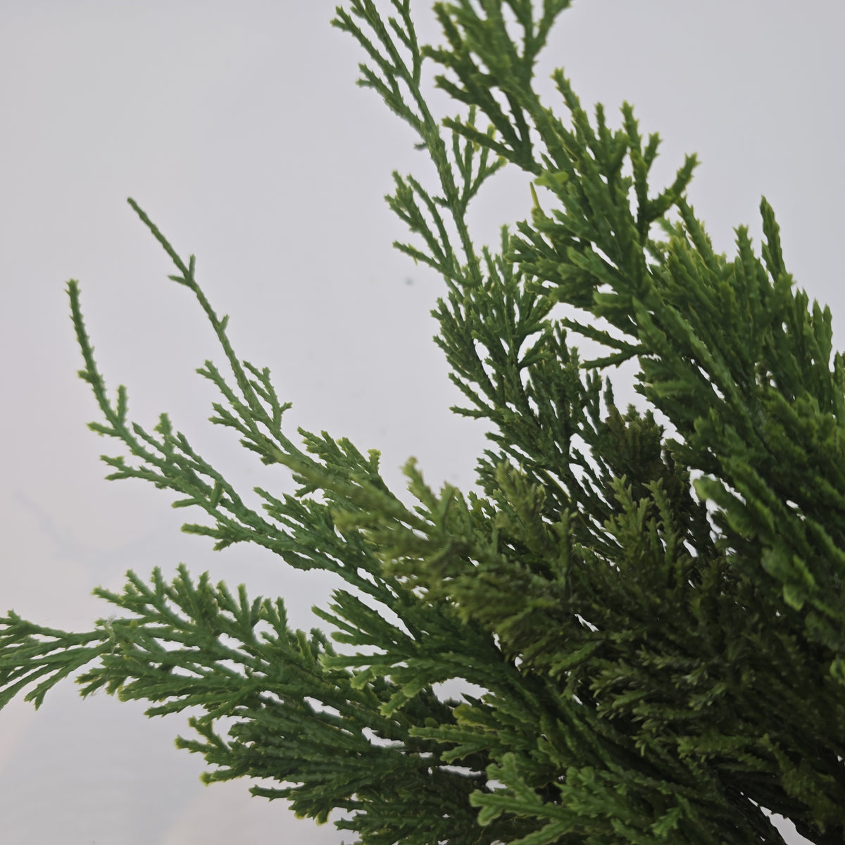 16&quot; Cypress Pick Bundle