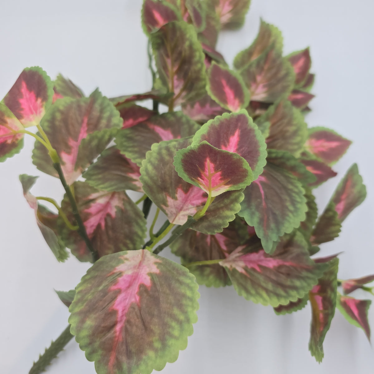 20&quot; Perilla-pbb148-mv/gr