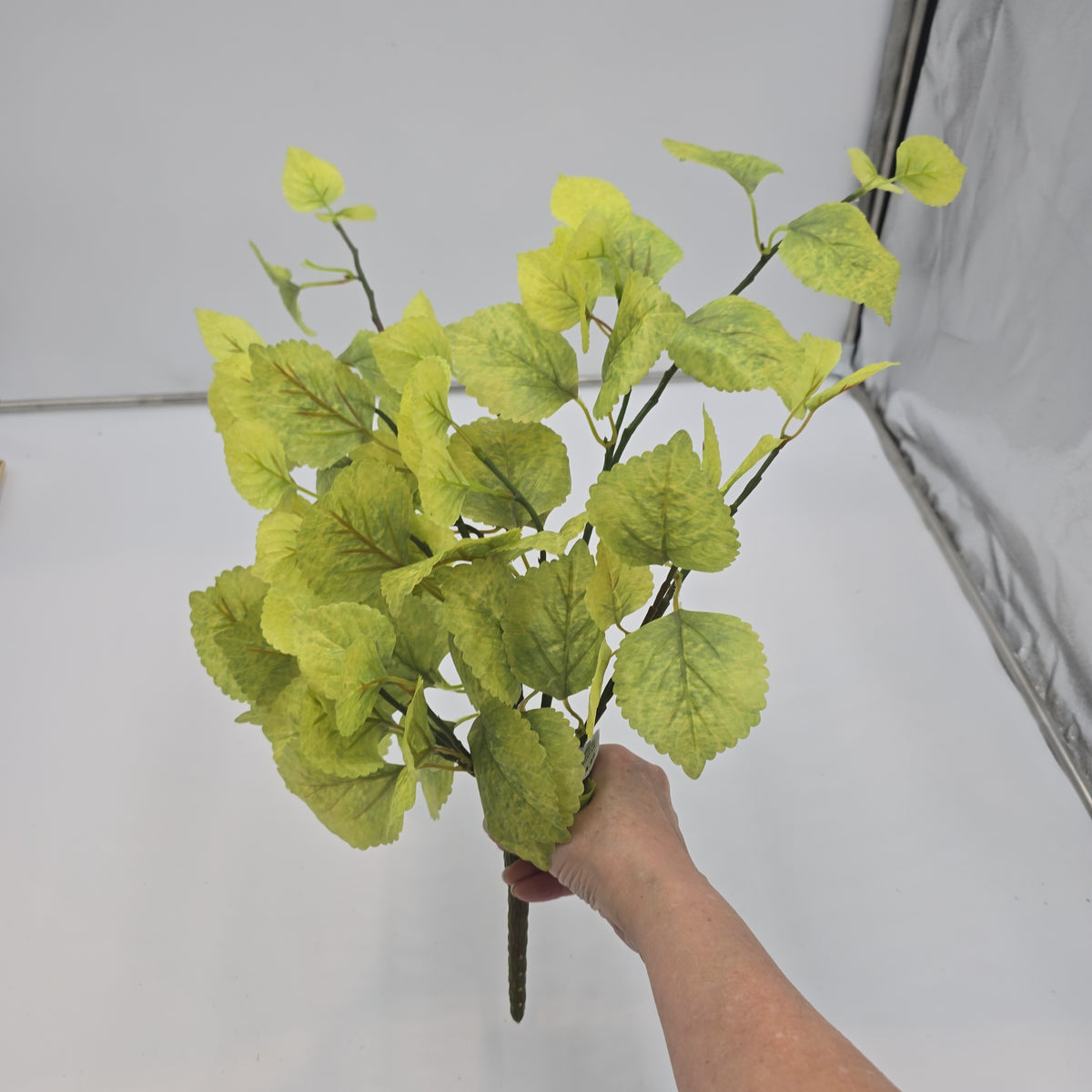 20&quot; Perilla-pbb148-lm