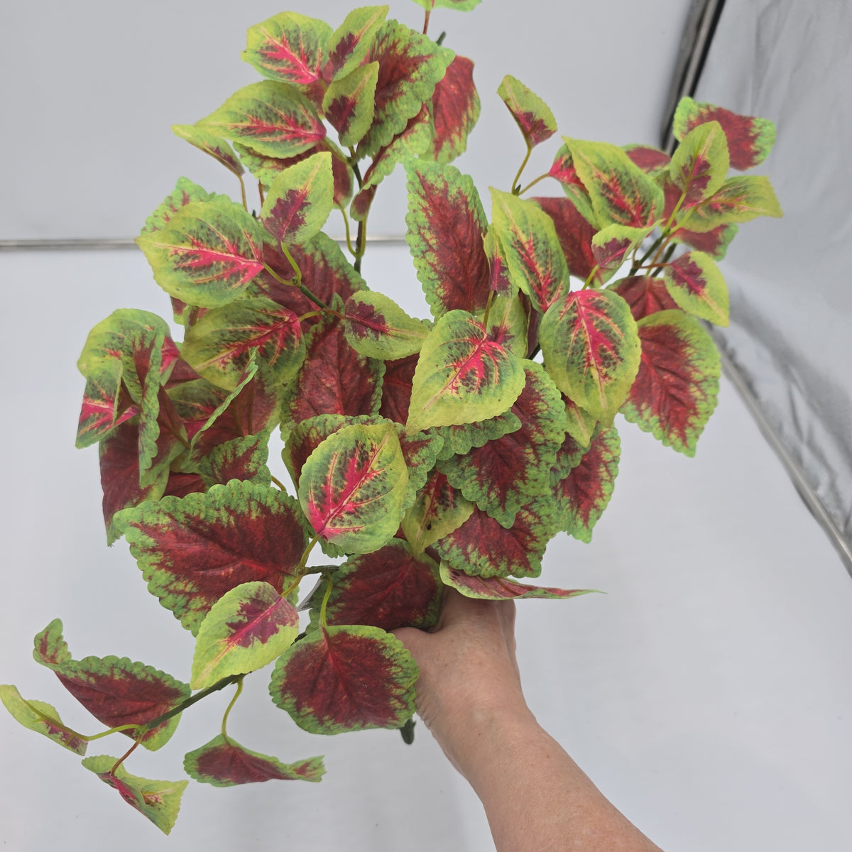 20&quot; Perilla-pbb145-bu/gr