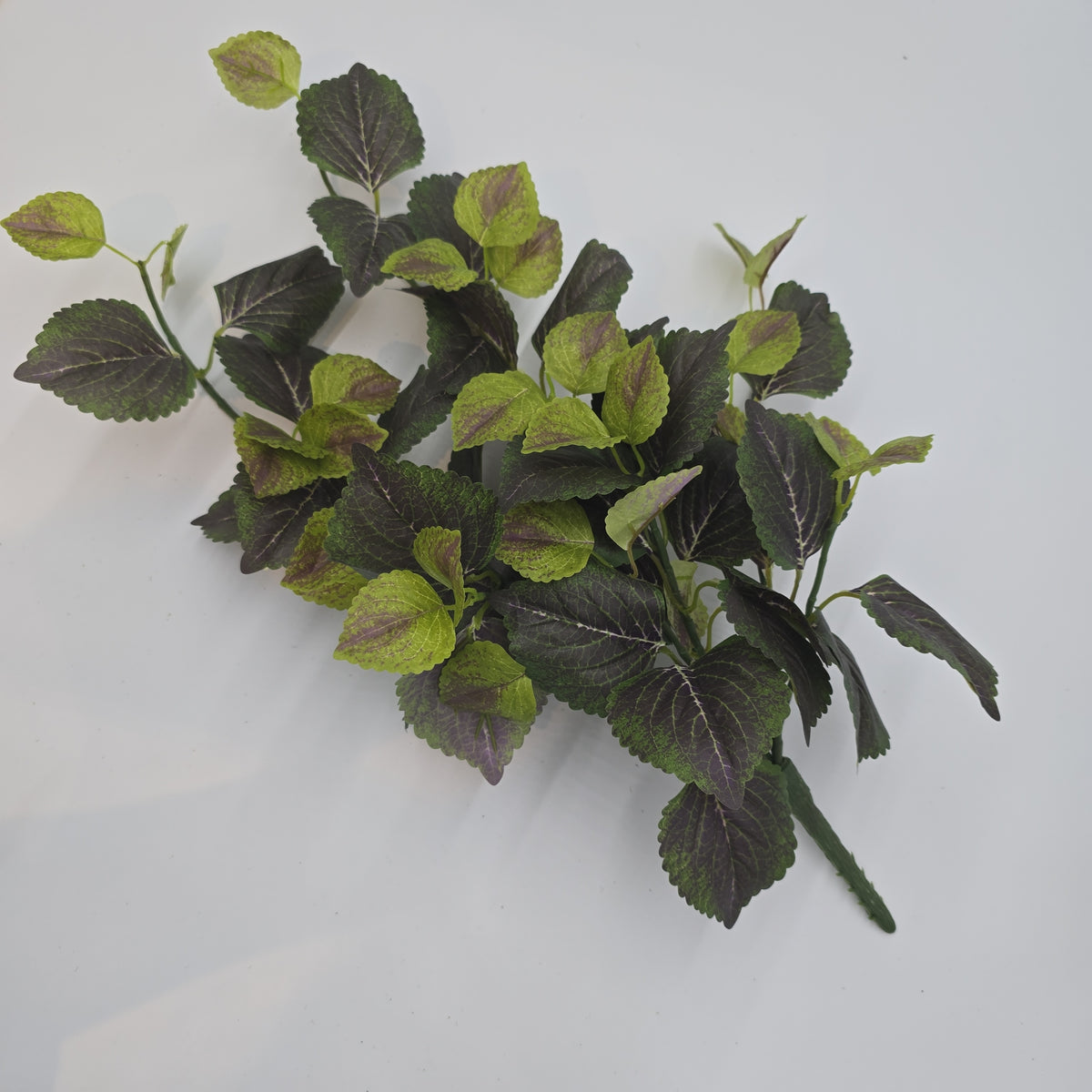 20&quot; Perilla-pbb149-gr/tt