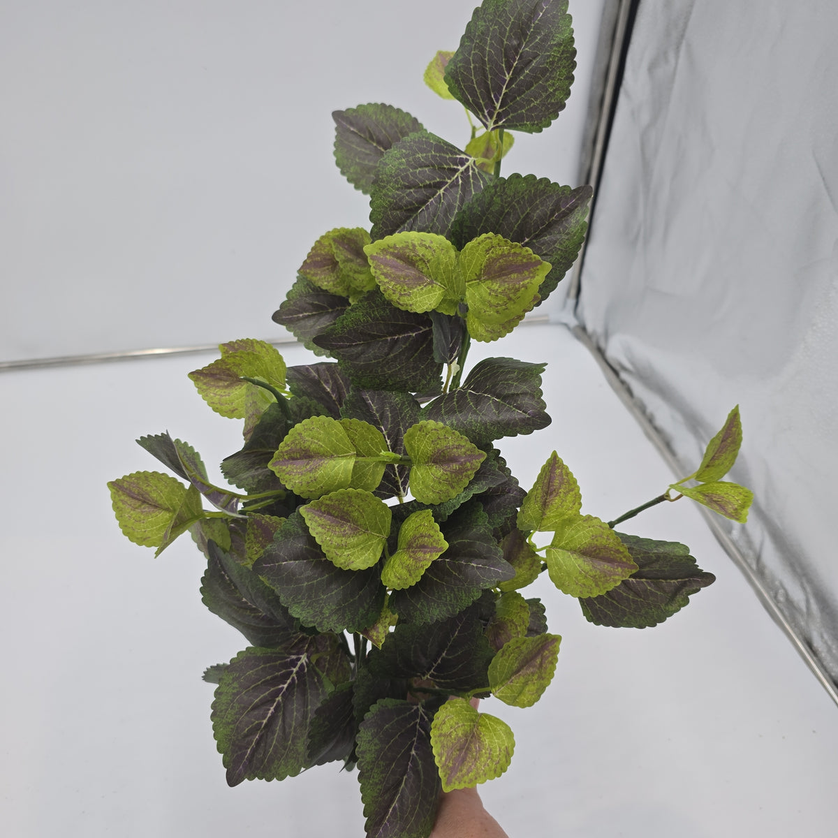 20&quot; Perilla-pbb149-gr/tt