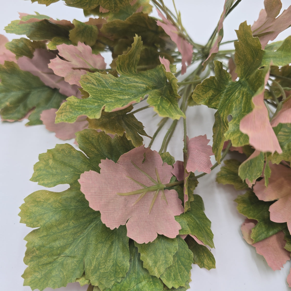 Heuchera Bush