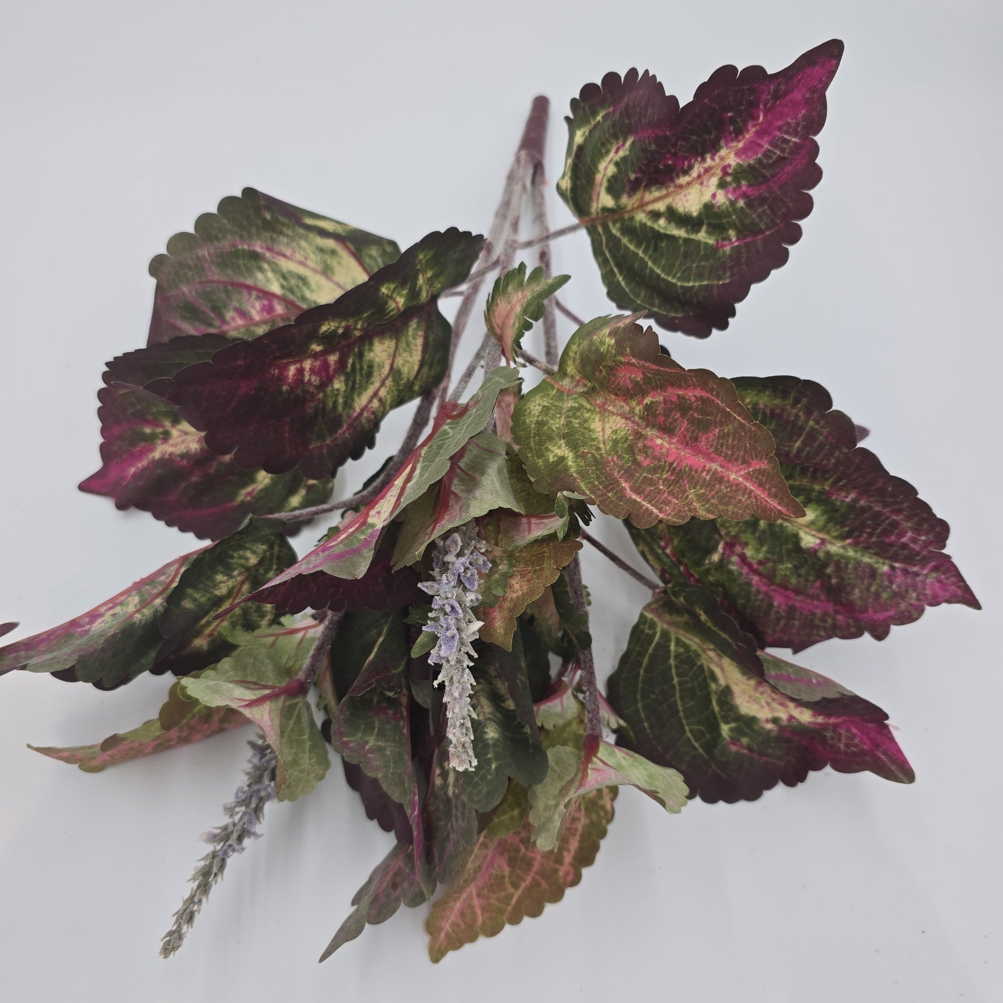 19"LG LEAF COLEUS--pbc201-gr