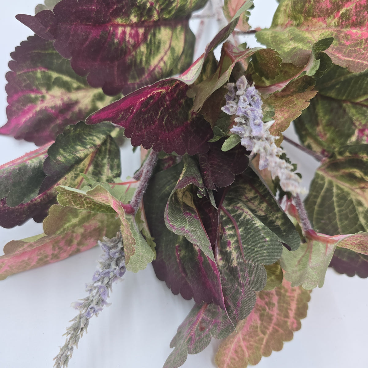 19&quot;LG LEAF COLEUS--pbc201-gr