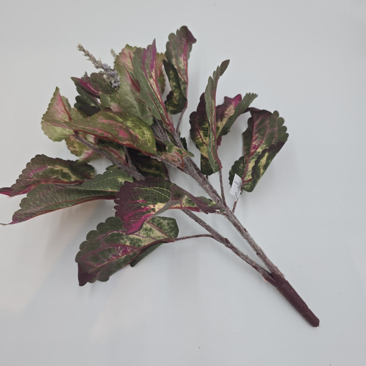 19&quot;LG LEAF COLEUS--pbc201-gr