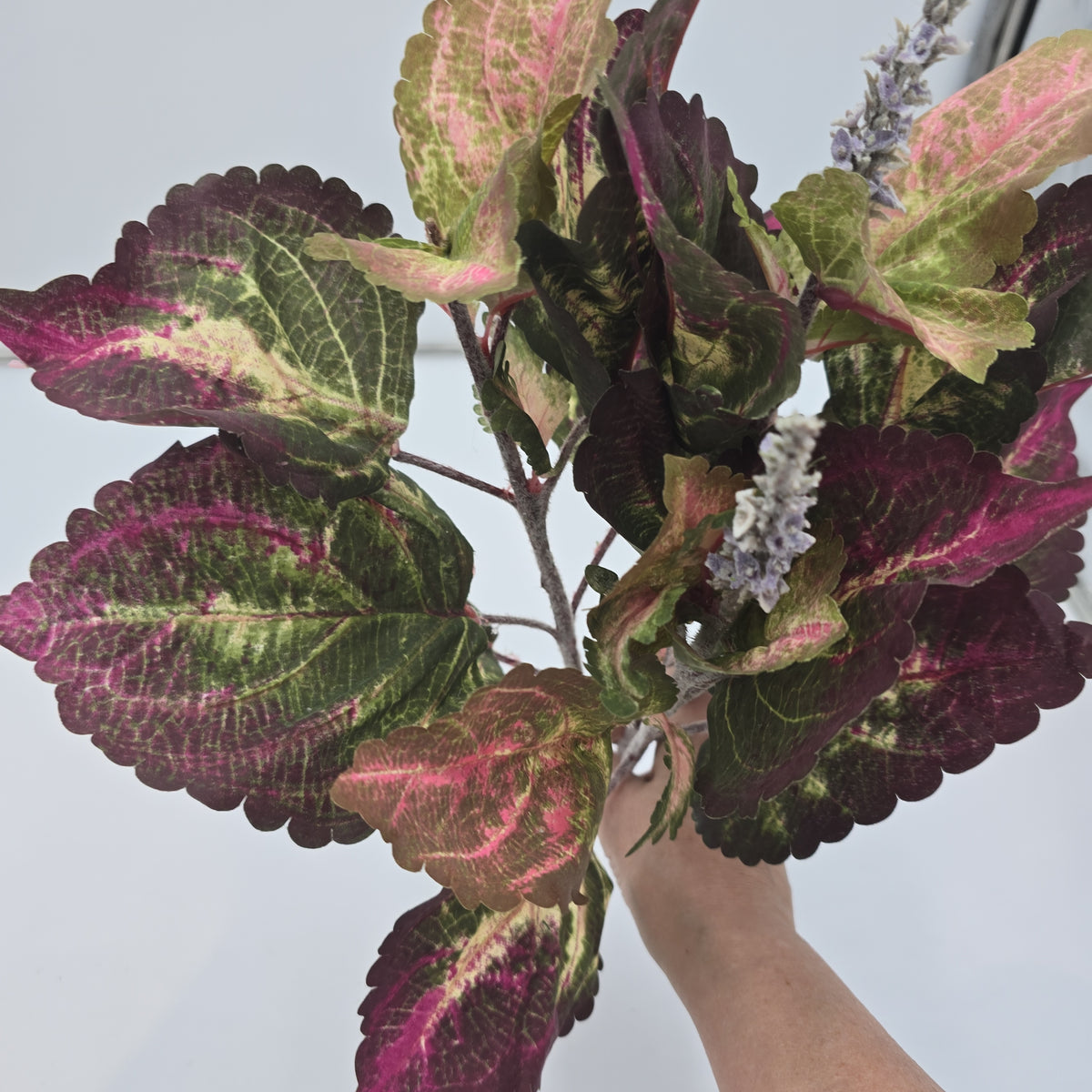 19&quot;LG LEAF COLEUS--pbc201-gr