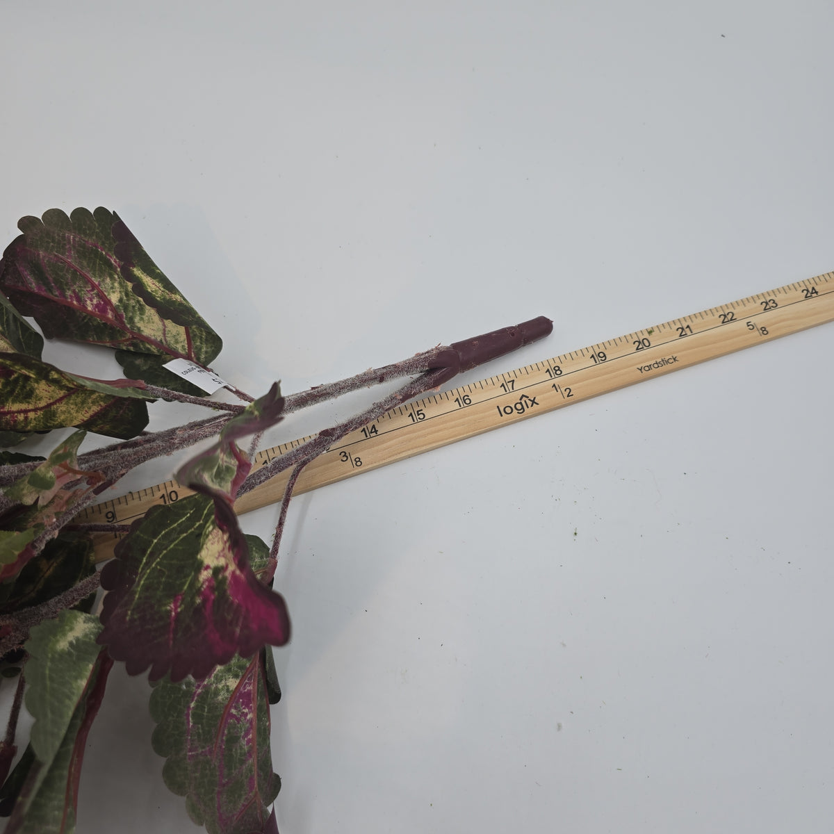 19&quot;LG LEAF COLEUS--pbc201-gr