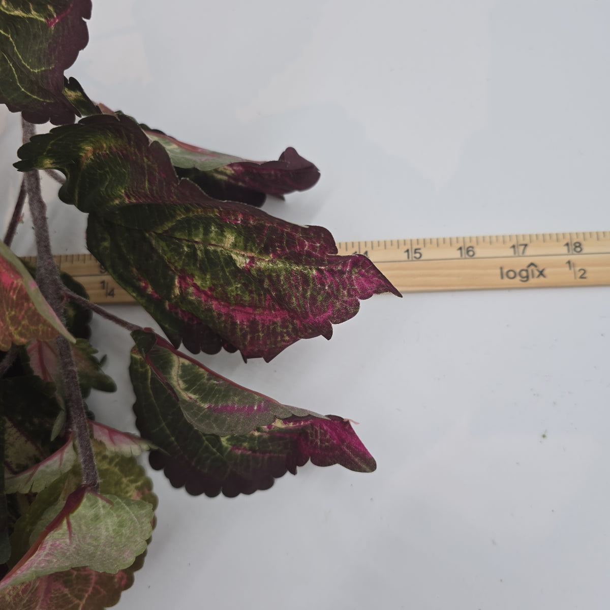 19&quot;LG LEAF COLEUS--pbc201-gr