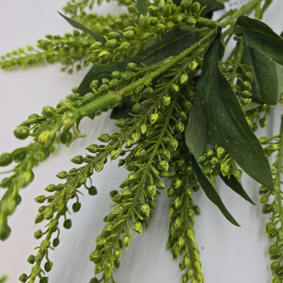 25&quot;PIERIS JAPONICA--#fsj991