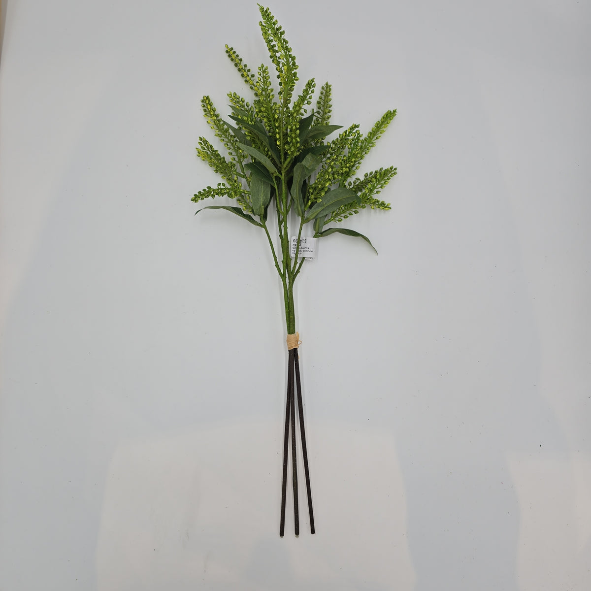 25&quot;PIERIS JAPONICA--#fsj991