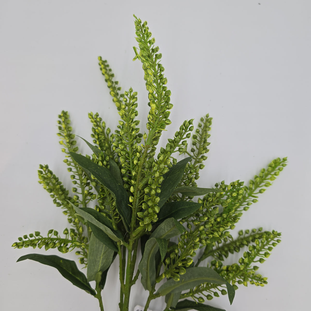 25&quot;PIERIS JAPONICA--#fsj991