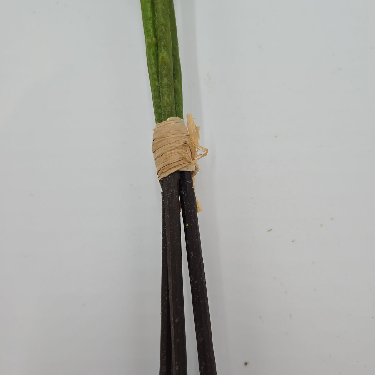 25&quot;PIERIS JAPONICA--#fsj991