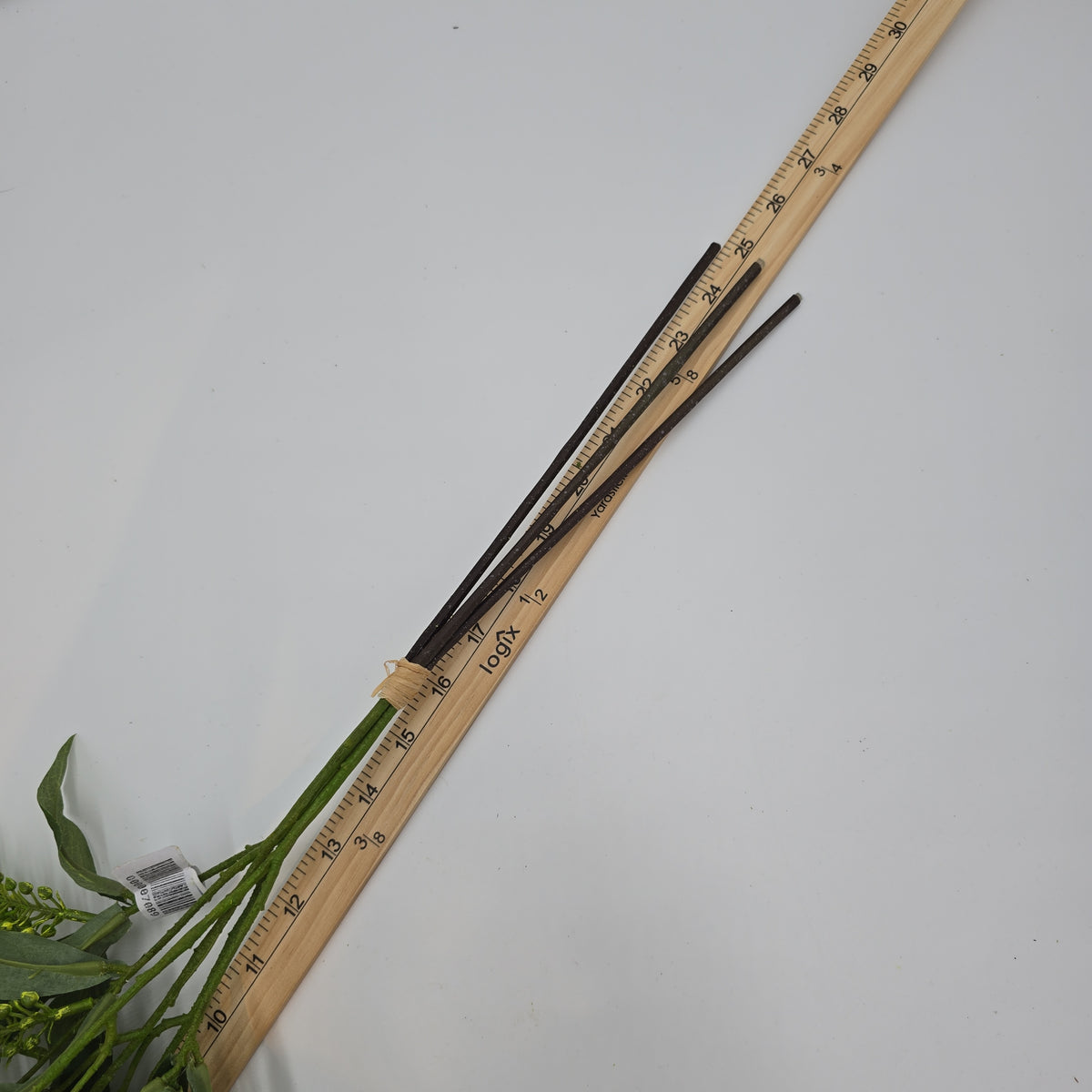 25&quot;PIERIS JAPONICA--#fsj991