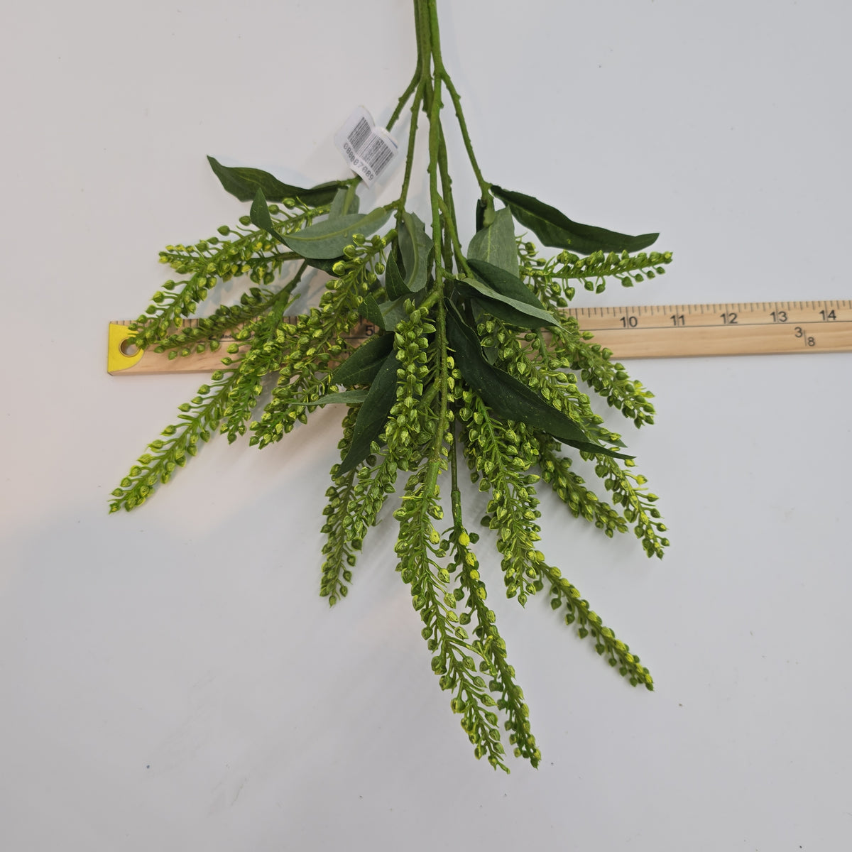 25&quot;PIERIS JAPONICA--#fsj991