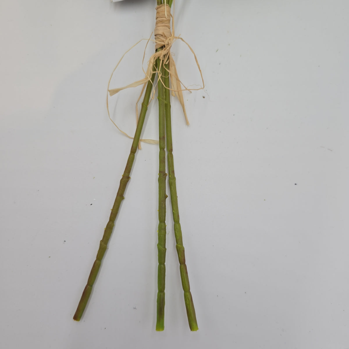 16.5&quot;FERN BUNDLE-#xab543-gr