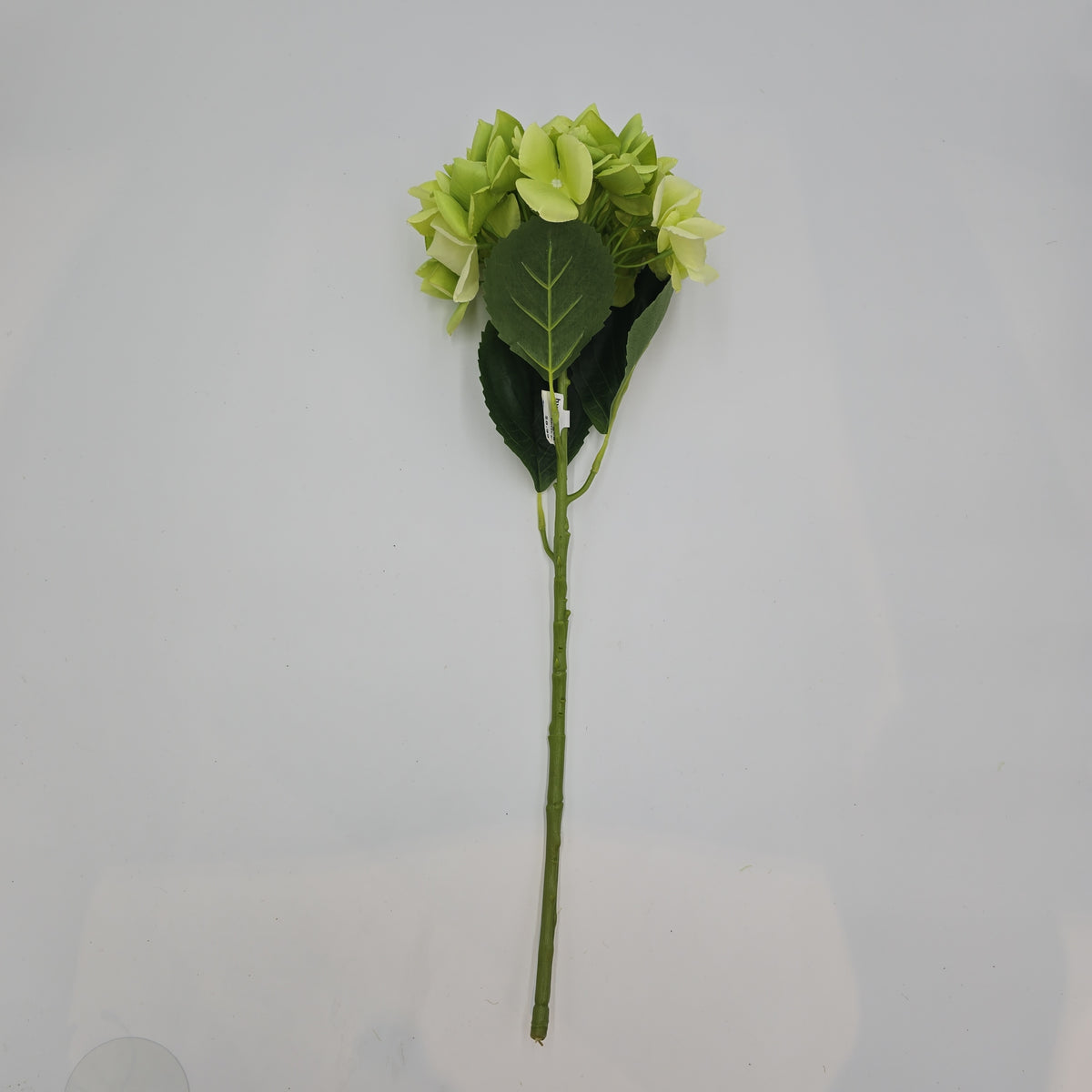 Lime green Hydrangea--#fsh583-gr