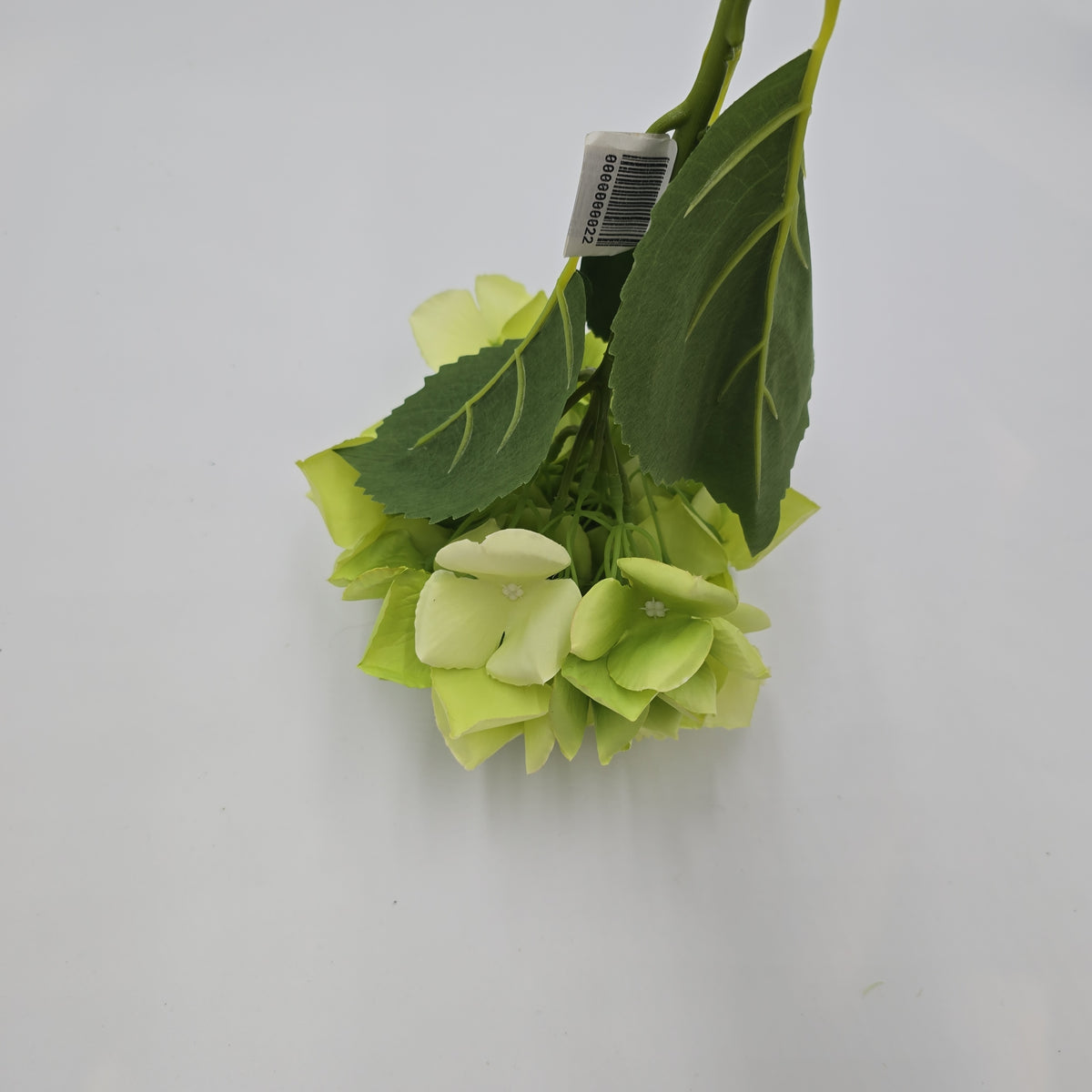 Lime green Hydrangea--#fsh583-gr