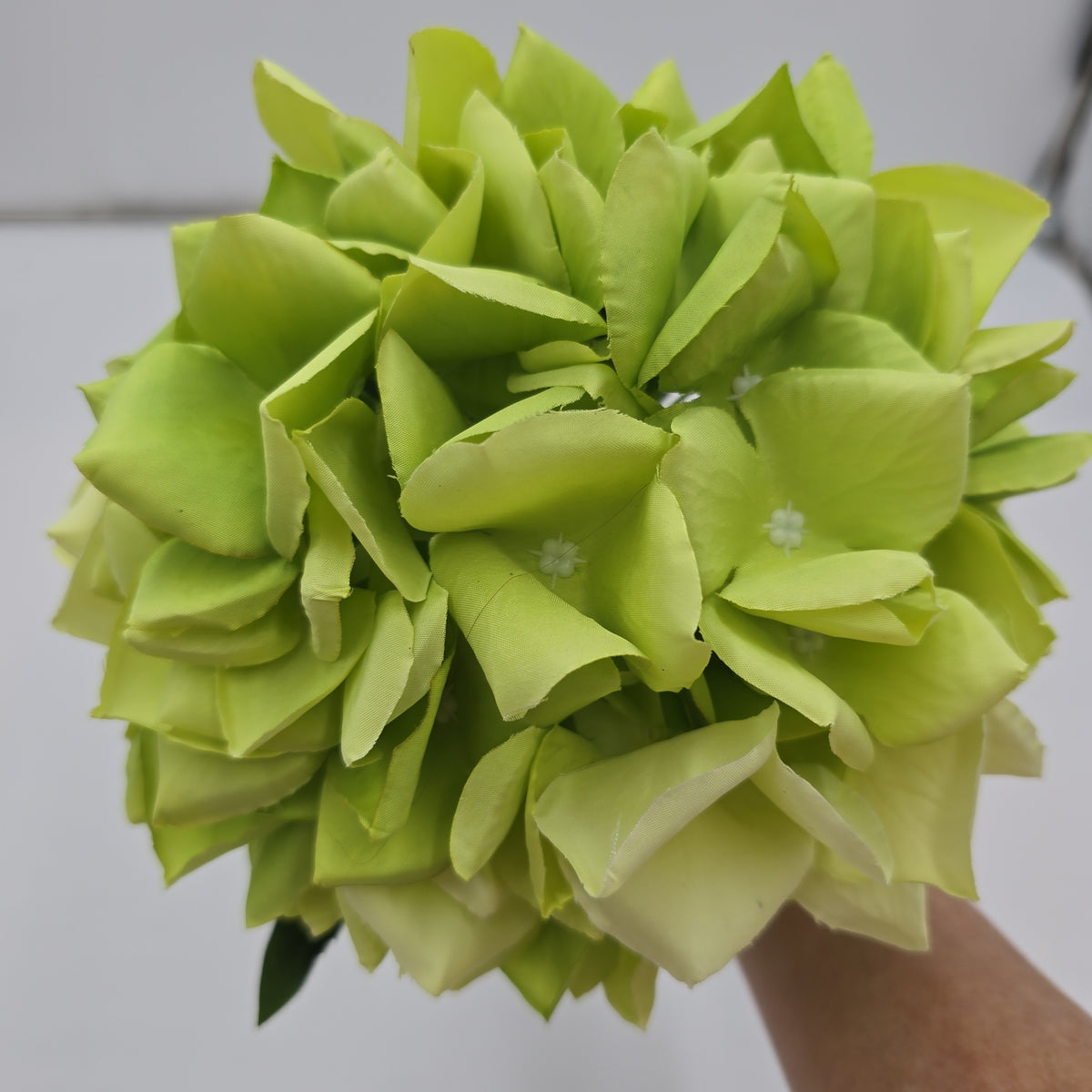 Lime green Hydrangea--#fsh583-gr
