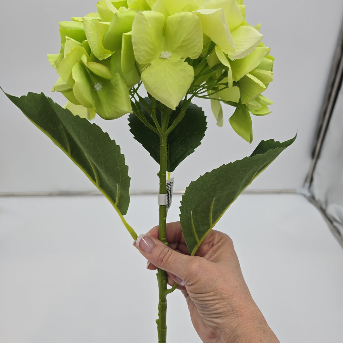 Lime green Hydrangea--#fsh583-gr