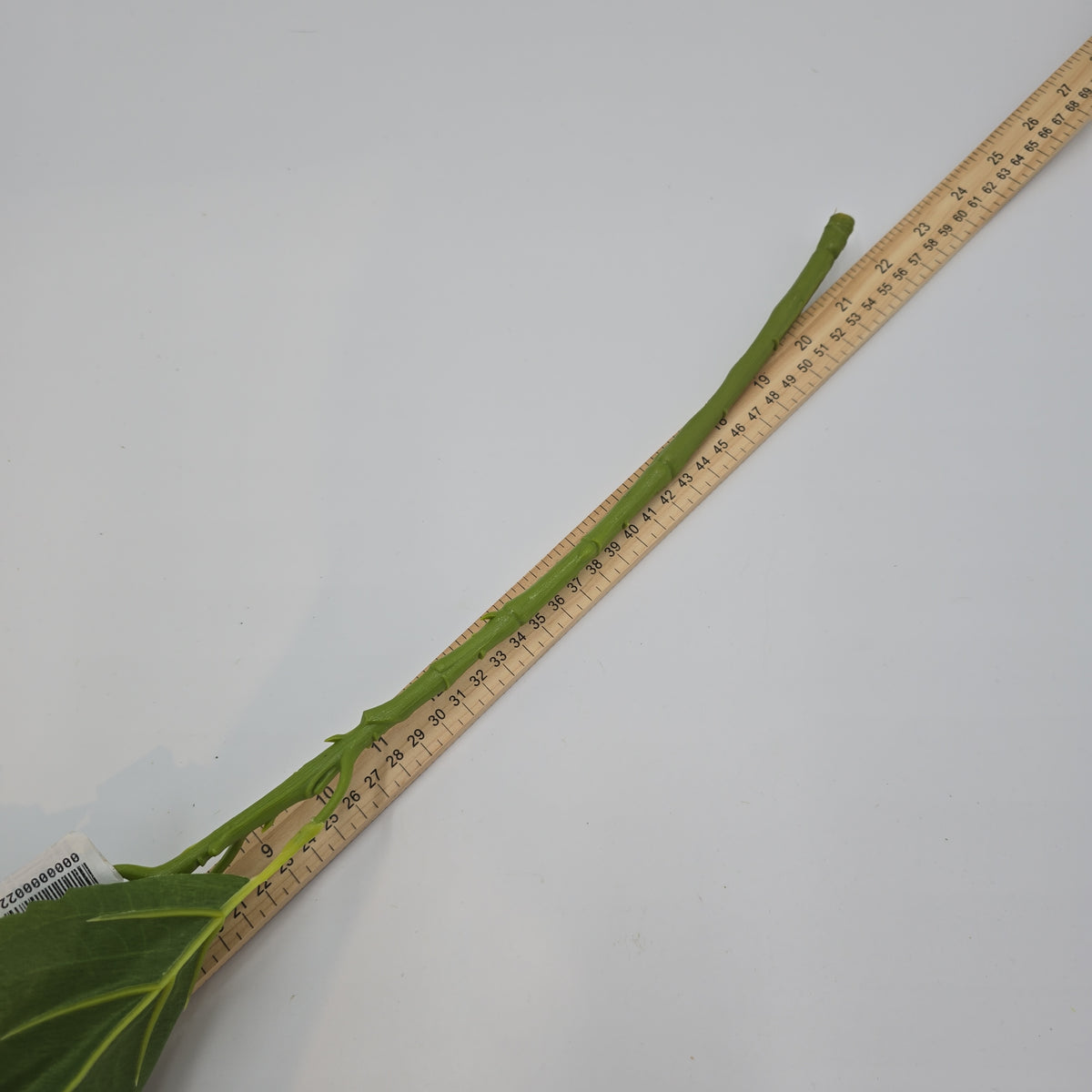 Lime green Hydrangea--#fsh583-gr