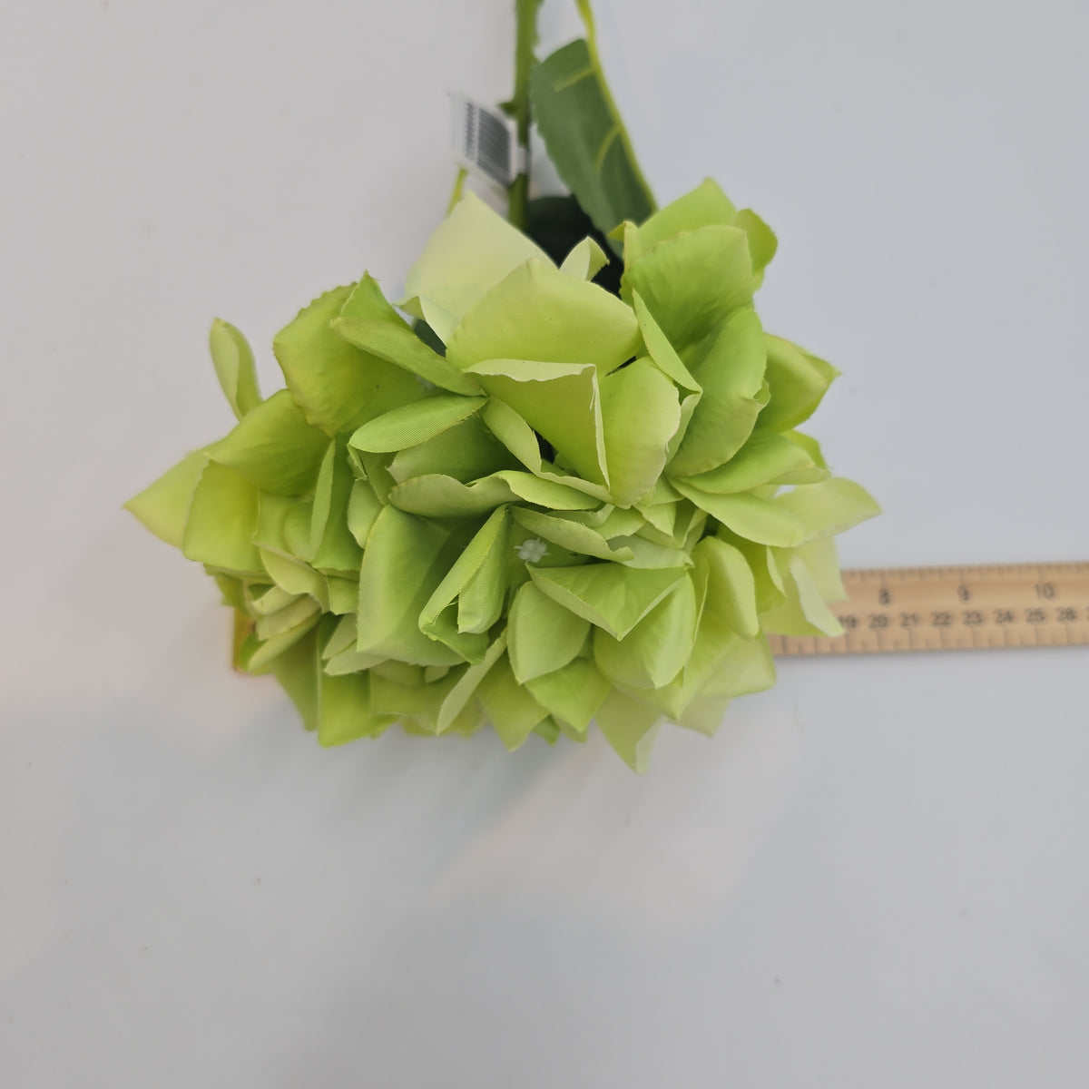 Lime green Hydrangea--#fsh583-gr