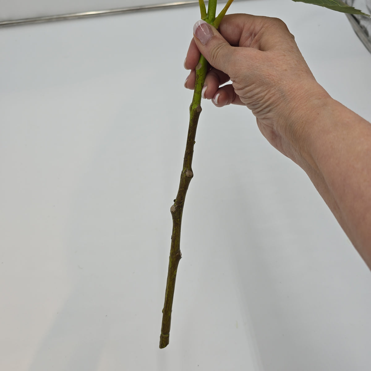 17.5&quot; Hydrangea Spray--#fsh426