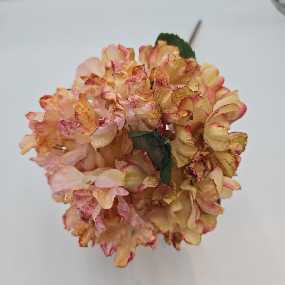 Hydrangea--#fsh573-pk/bo
