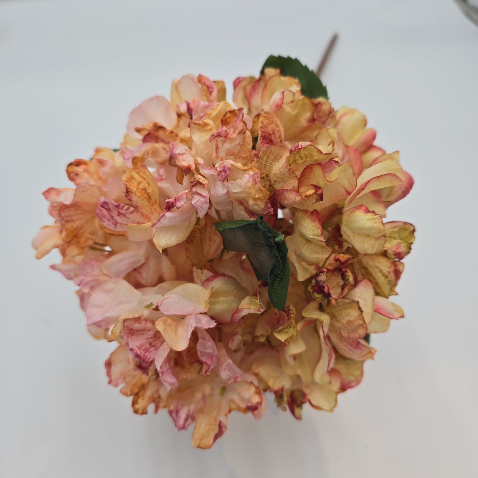 Hydrangea--#fsh573-pk/bo
