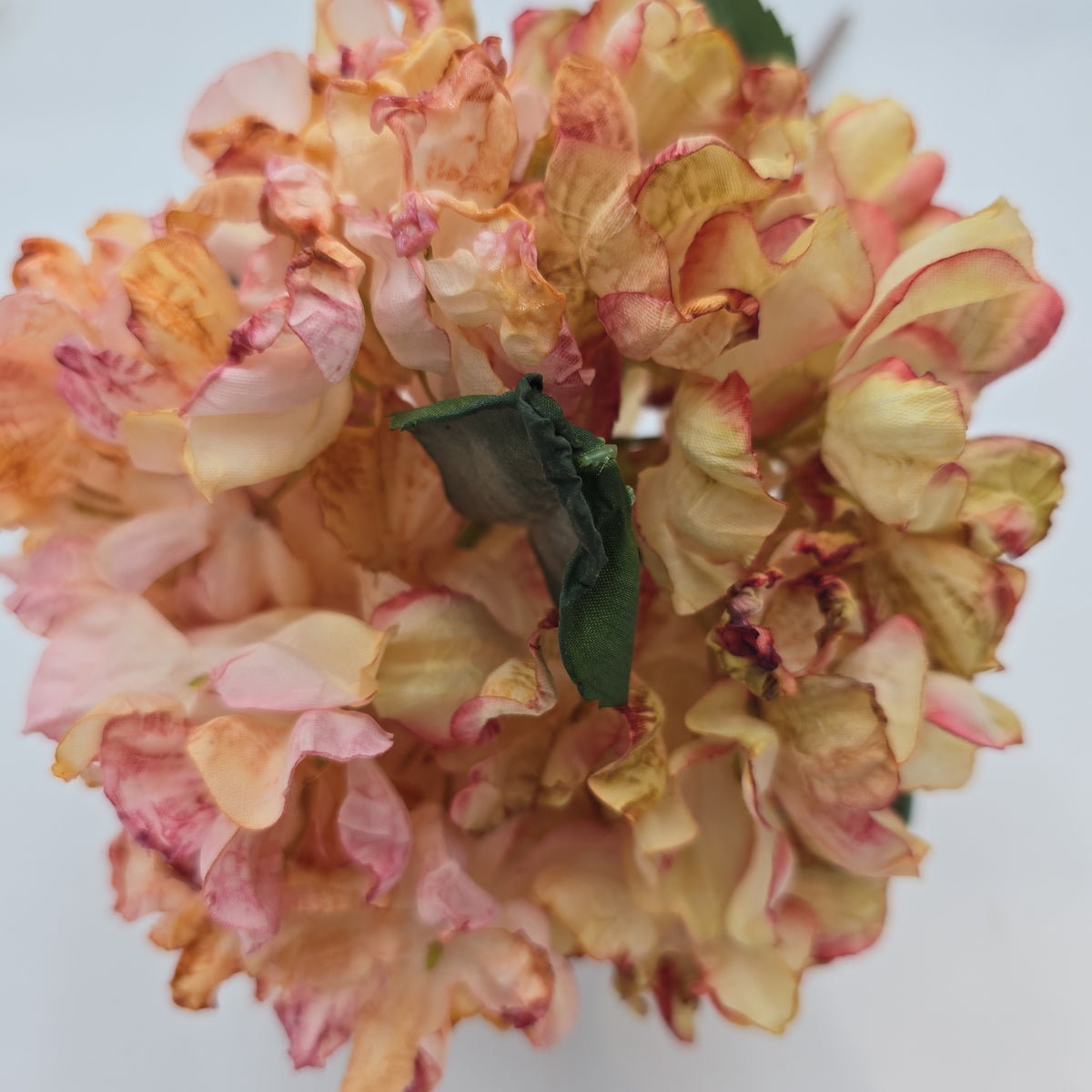 Hydrangea--#fsh573-pk/bo