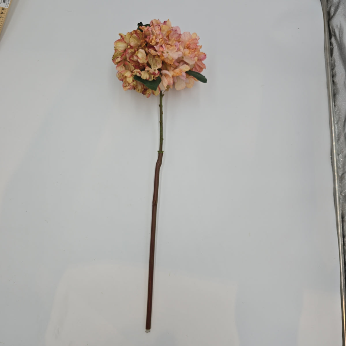 Hydrangea--#fsh573-pk/bo